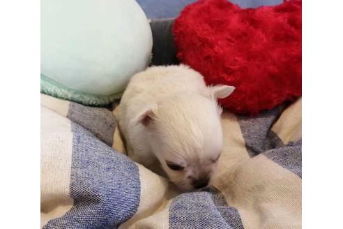 成約済の埼玉県のチワワ(ロングコート)-138633の2枚目